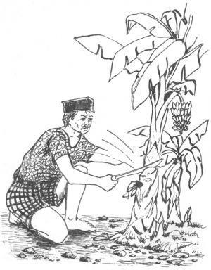 13. Mangtaqbang punti (Atkinson).jpg