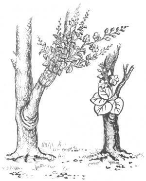 40. Anggrek (Atkinson).jpg