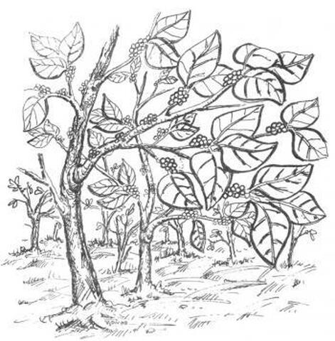 17. Pangbaraqbah kawa (Atkinson).jpg