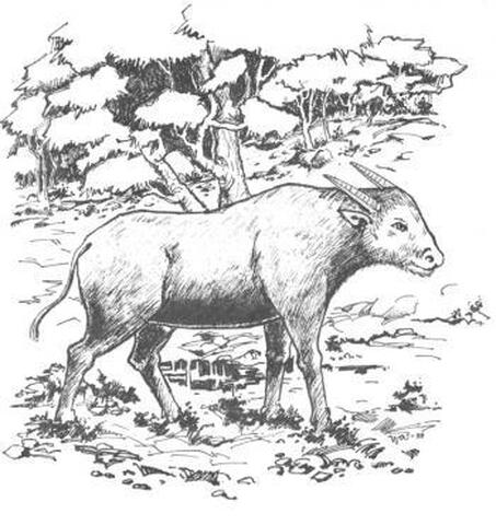 33. Tedong malillin (Atkinson)_0.jpg